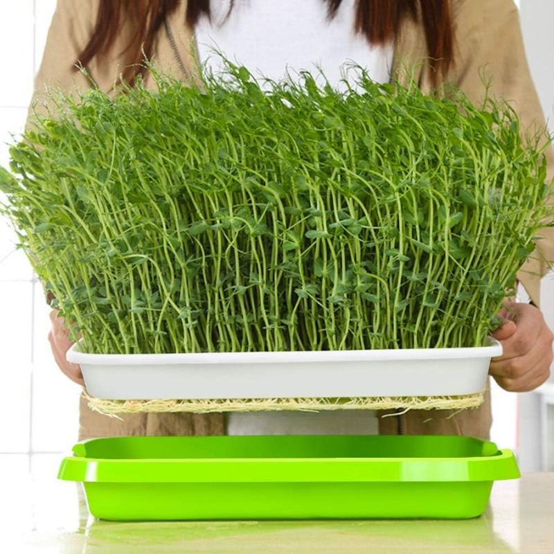 마이크로그린 새싹 트레이 발아 트레이 이중층 새싹 수경 - Hydroponic Grow Pod 리뷰 및 가격